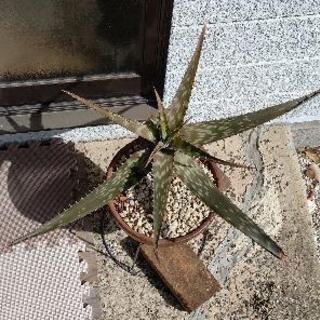 【8月末まで】アロエ 鉢植植物 の画像