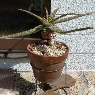 【8月末まで】アロエ 鉢植植物 の画像