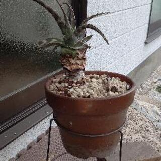 【8月末まで】アロエ 鉢植植物 