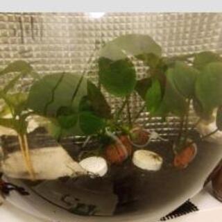硝子水槽  半球体 お洒落 の画像