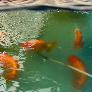 らんちゅう　稚魚10匹