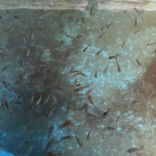らんちゅう　稚魚10匹の画像