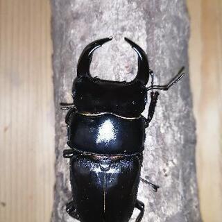 国産オオクワガタ能勢YGペアの画像