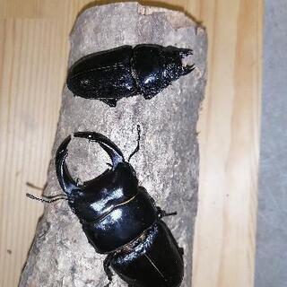 国産オオクワガタ能勢YGペアの画像