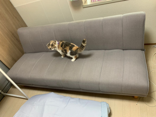 ソファベッド　格安　キレイ