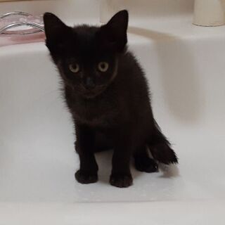 里親様決定・子猫の蒼くん