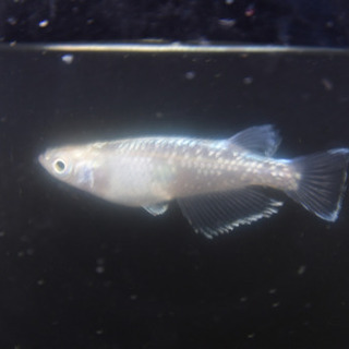 燐光めだか　稚魚　10匹の画像