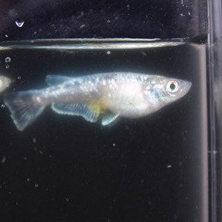 燐光めだか　稚魚　10匹