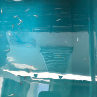 燐光めだか　稚魚　10匹の画像