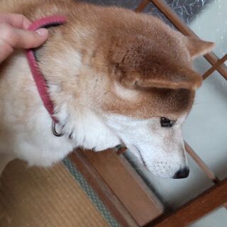 2才の柴犬(メス)里親募集