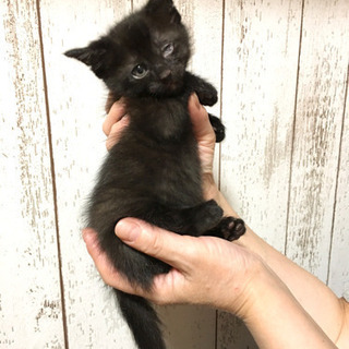 黒の子猫♂の里親を探してます