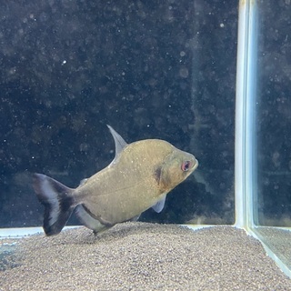 バイオレットブラックピラニア（シングー産）の画像