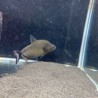 バイオレットブラックピラニア（シングー産）の画像