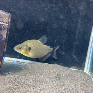 バイオレットブラックピラニア（シングー産）の画像