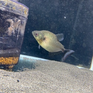 バイオレットブラックピラニア（シングー産）の画像