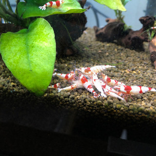 ◎えびちゃん◎レッドビーシュリンプ4ペア8匹　抱卵4匹　保証分2匹 計10匹　8匹全写真あり レッドビーシュリンプ繁殖のコツと基礎！稚エビを確実に増やす方法