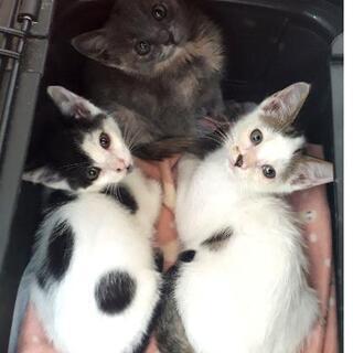 福岡県外対応可！個性派キジ白、白黒、パステルサビの三兄妹!
😺

