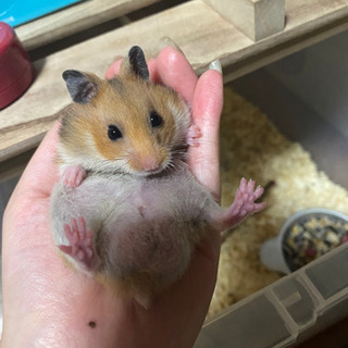 里親探しています。