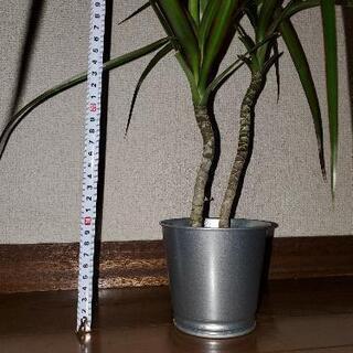 観葉植物☆ドラセナコンシンネ☆3号アルミ鉢カバー付きの画像