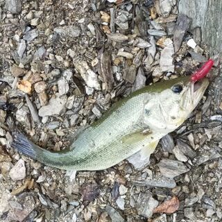 ブラックバス釣り