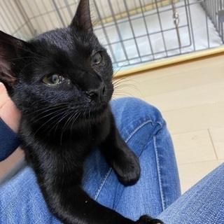 推定年齢1歳未満の黒猫