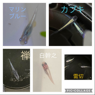 【お1人様決定しました】メダカ♪白幹之、マリンブルー、カブキ、禅...