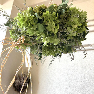アナベル紫陽花フライングリース - 京都市