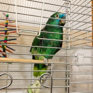 ★アオボウシインコ★の里親募集