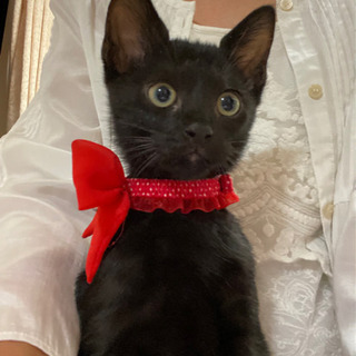 甘えん坊の黒猫2ヶ月男の子