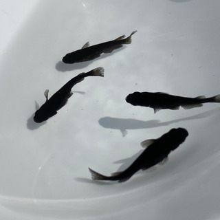 メダカ　黒豆　オス1メス3の画像