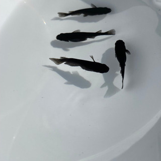 メダカ　黒豆　オス1メス3の画像
