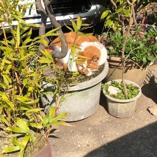 猫を愛するメンバー求む🐈✨