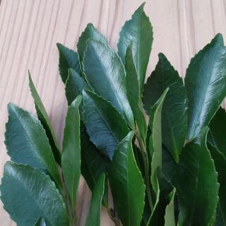 【中サイズ】国産・無農薬のシバ（柴）・姫榊・ヒサカキ。ご自宅用として【自家栽培】の画像