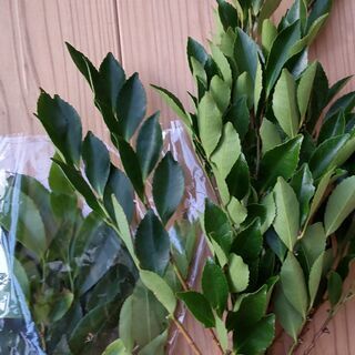 【中サイズ】国産・無農薬のシバ（柴）・姫榊・ヒサカキ。ご自宅用として【自家栽培】の画像