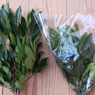 【中サイズ】国産・無農薬のシバ（柴）・姫榊・ヒサカキ。ご自宅用として【自家栽培】の画像