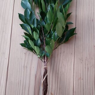 【中サイズ】国産・無農薬のシバ（柴）・姫榊・ヒサカキ。ご自宅用として【自家栽培】の画像