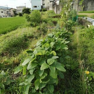Let's share the garden with natu...