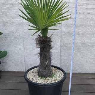 観葉植物 ヤシ シュロ 大株