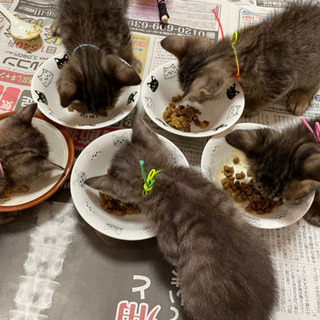 多頭飼育崩壊から来たキジ猫さん8匹