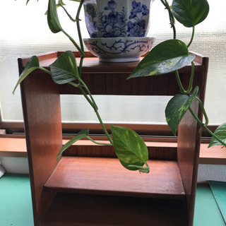 棚
