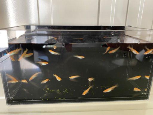 楊貴妃メダカ２０匹