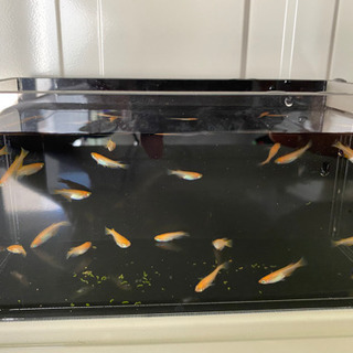 楊貴妃メダカ２０匹