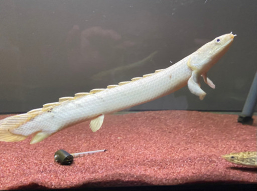 ポリプテルス各種　4匹