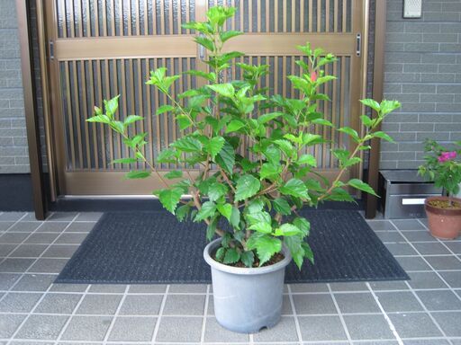 南国の花　ハイビスカスです。