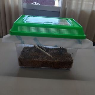 カブトムシ(ミヤマクワガタ)