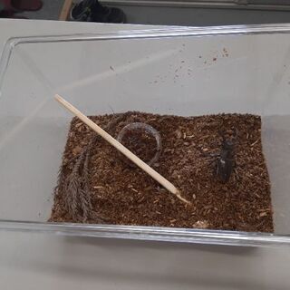 カブトムシ(ミヤマクワガタ)の画像