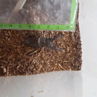 カブトムシ(ミヤマクワガタ)の画像