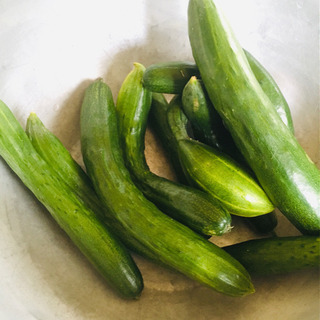 無農薬 新鮮 きゅうり 夏野菜 オーガニック