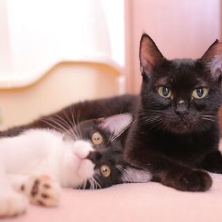 多頭飼育崩壊現場からの保護猫。人懐っこく可愛い！(*^^*)母性...