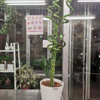 ミリオンバンブー　観葉植物110